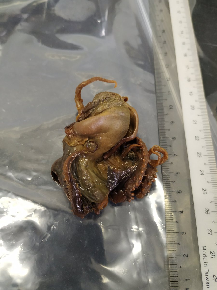 cefafalopodo's tweet photo. Until now, I only had the chance to examine a defrozen Octopoteuthis callipso (thanks @MartaAlboP). Thanks to @moragtaite today I've briefly measured 11 specimens of 5 species. This is how they look like on museum jars (some of them collected decades ago). https://t.co/GEodzQcOuO