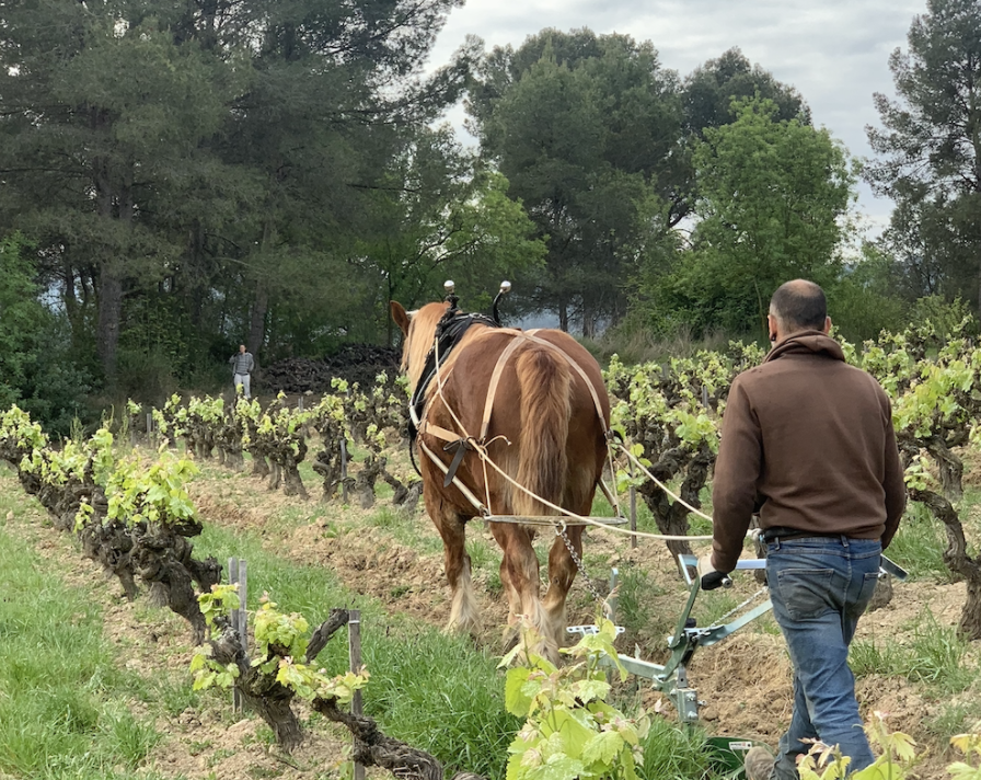 RaventosiBlanc's tweet photo. [Tracción Animal]🐴
¡Hoy el día ha empezado con ritmo! Françoise y Henry y nos han desperado #arando la Viña del Mas,  para mejorar las condiciones del #suelo.  De la #ViñadelMas, plantada con la #variedadXarelo, nace el #espumoso Ancestral del Mas de @VINPepeRaventos 🍾 https://t.co/IwX5fgKNlA