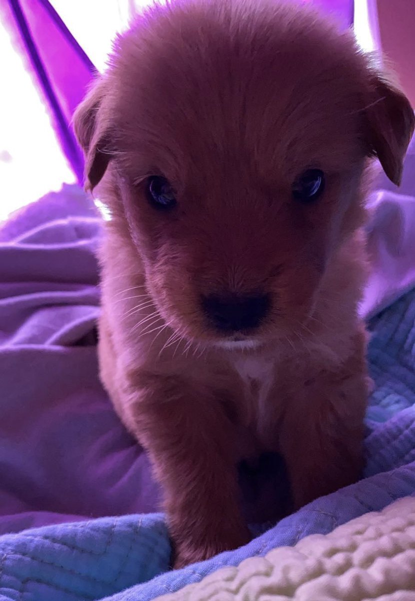 neocannabis's tweet photo. my dog as a puppy hope this makes ur night or day better idk ๐๐ #tablereup https://t.co/LpzeJCXKvZ