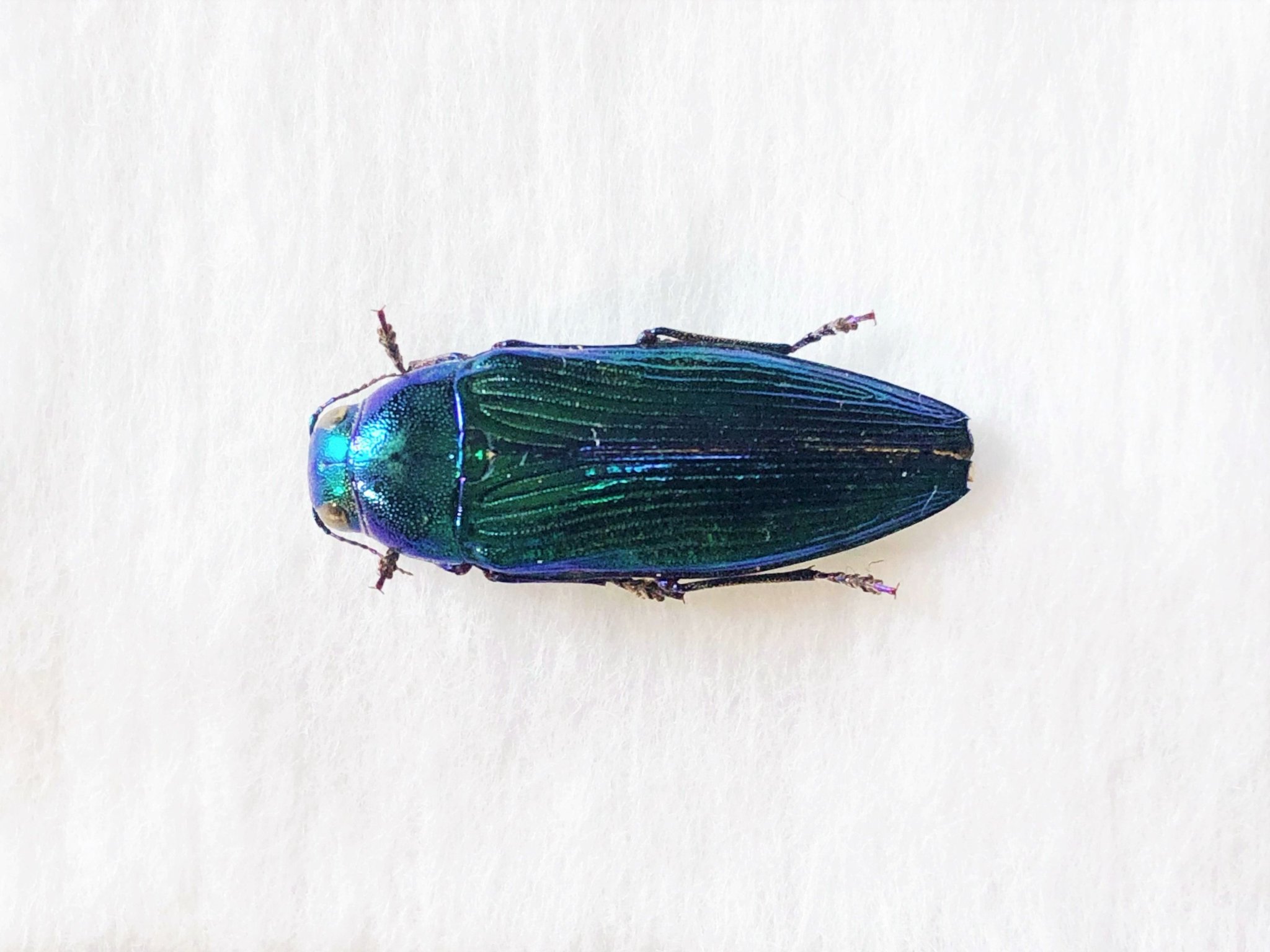 ロシアのエゾアオタマムシ Eurythyrea eoa