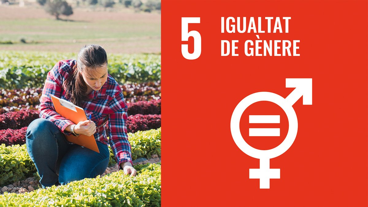 Inno4Agro's tweet photo. 'Avançar en  l’ODS 5 demana voluntat política i implicació econòmica; també demana reflexió i esforç per part de les institucions i de cadascú de nosaltres. Demana observar, analitzar i actuar'. Dra. Àstrid Ballesta, professora de l’@ETSEA_UdL

➡️ https://t.co/UM2rxvga8l https://t.co/FqoDE1Jzab