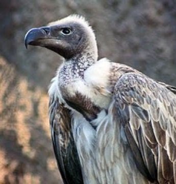 6. Indian Vulture #fun  #RanveerSingh  #Ranveer  #Bollywood