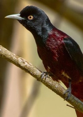 3. Maroon Oriole #fun  #birds  #RanveerSingh  #Ranveer  #Bollywood