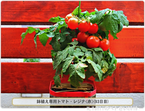 Twitter Da レジナ Etiketi