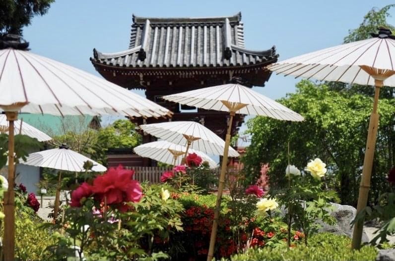 ともや 双極２型 Pa Twitter 百花の王 牡丹 アーカイブより 奈良 当麻寺にて