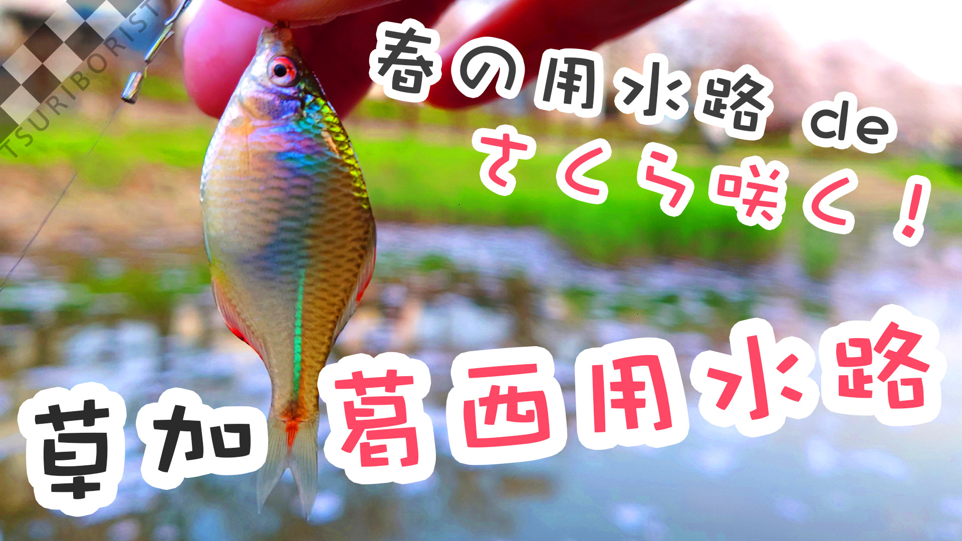 だい V Twitter ウキ釣りだいちゃん 今回は春爛漫の葛西用水路にてタナゴ釣りを楽しんでまいりました ホントはフナ釣り予定だったけど 良かったら見て下さいね 動画 8分 T Co Hogtecyeym ウキ釣り だい V Twitter ウキ釣りだいちゃん 今回は春爛漫の葛西用水路にてタナゴ釣りを楽しんでまいりました ホントはフナ釣り予定だったけど 良かったら見て下さいね 動画 8分 T Co Hogtecyeym ウキ釣り