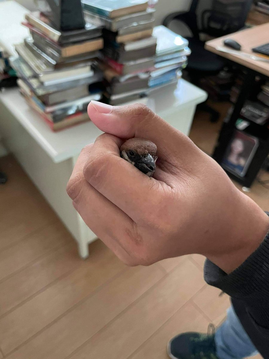 PLVLibrary's tweet photo. May nanghiram po ng libro sa ating library tungkol sa flight dynamics kanina. Nag-room use po ang ating bisita.

Kinailangan na po naming paliparin ngayon palabas kasi 5pm na.

🥰🐦💕

(Also our way of saying, we miss you, PLVians.)
#HappySaLibrary #PLVLibrary https://t.co/01ISTc21WH