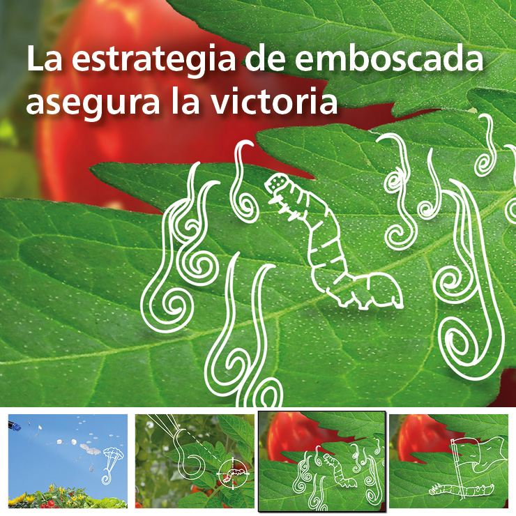 KOPPERT_ES's tweet photo. ✅¿Problemas con #oruga? 🐛 ¡¡La estrategia de #emboscada de los #nematodos es infalible!!.💣💥 Más info: https://t.co/fUwsPV96ye
#Capsanem #Entonem #biocontrol #agricultura https://t.co/O8rUu5YPs4