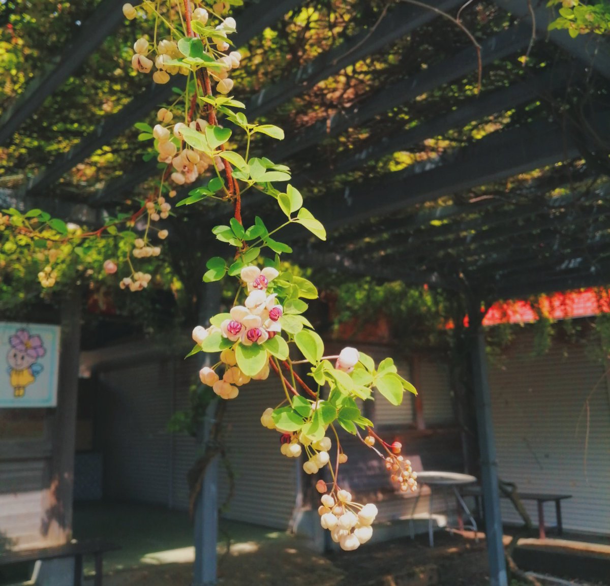 fig1109's tweet photo. その④
アケビの花 https://t.co/7iJmiguSf2