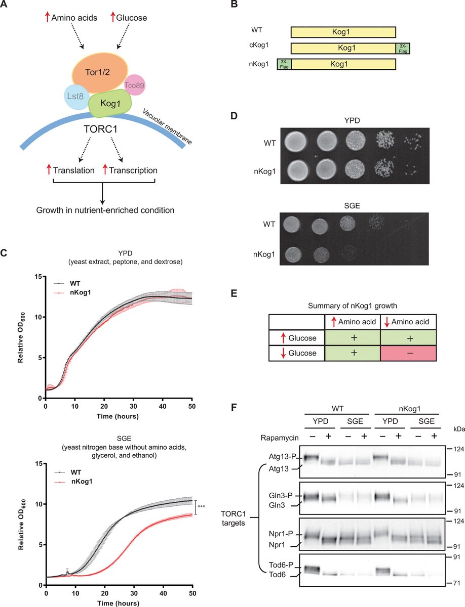 📜A recent publication in <a href="/ScienceAdvances/">Science Advances</a> from @sunillaxman's lab shows how cells manage carbon allocations through Raptor,that modulates activity of the AMP Kinase &amp; AMPK balances #aminoacid biosynthesis in glucose abundance using #yeasts #metabolomics
🔗bit.ly/3wZyuqY