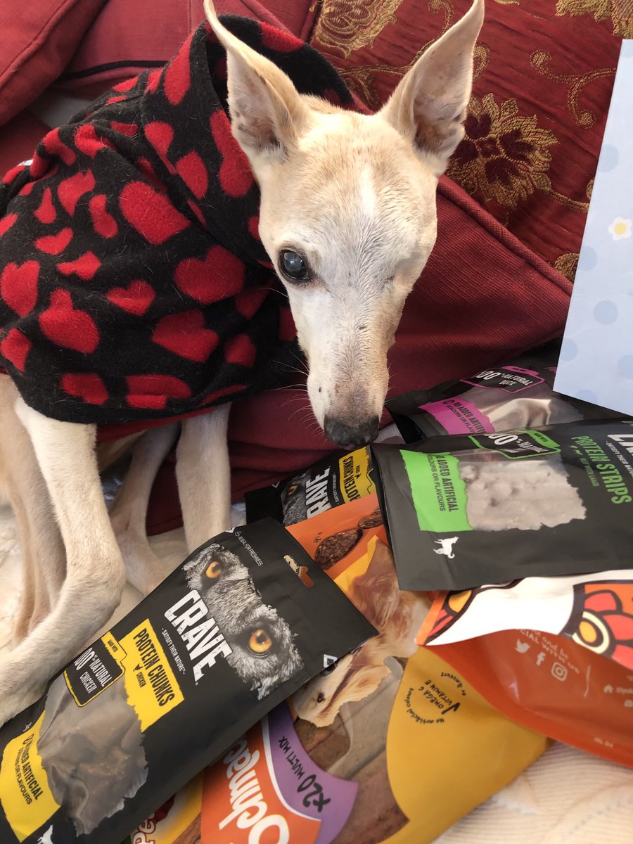 casalindi's tweet photo. It’s my monthly Birthday 🎉🎉🎉🎊🎊🪅🪅I’m 17 years and 1 whole month !🎈🎊 I’m TessTess doggy and I’m wishing you a happy day xxx💋❤️💋💋 https://t.co/rYasCq2zRU