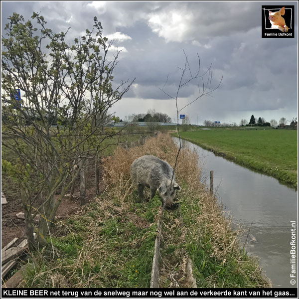 FamilieBofkont's tweet photo. Donderdag 15 april 2021
BIJNA CATASTROFE
'Ik was nog niet ingestapt of Orson belde: ‘Er loopt een varken bij de snelweg!’
LEES
https://t.co/X9NhnmzZ0r
#varkens #snelweg #afrastering https://t.co/XpXRrXB2Nv