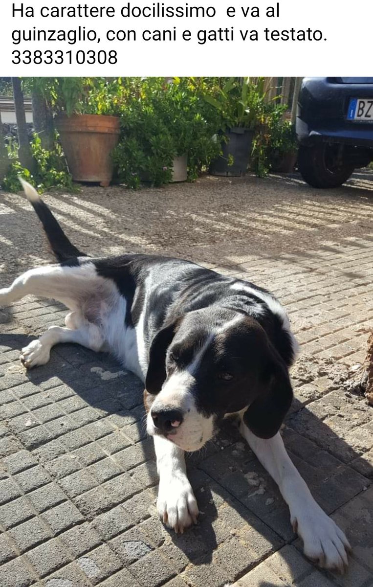 fatina909's tweet photo. 💔💔⚠️🆘 Roma

imi ha chiamato il proprietario di questa creatura. Il cane era del padre che è venuto a mancare e la famiglia non vuole occuparsene 

Maschio , 5 anni. Peso sui 18 kg
Il cane sta in un recinto e lo terranno lì per un altro mese circa, finchè non lasceranno la casa https://t.co/8yvQhMOrtT
