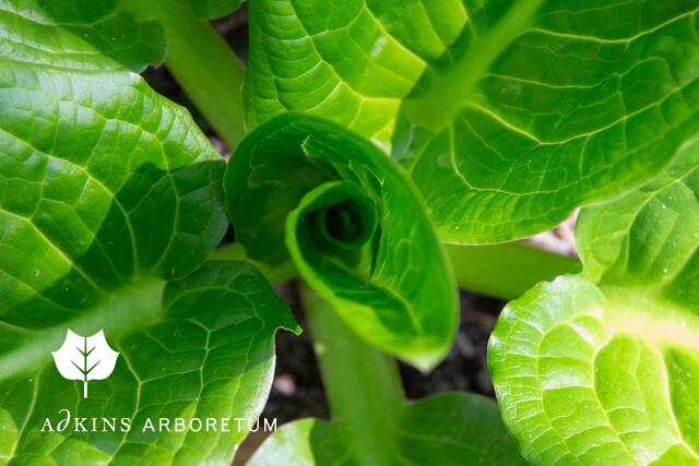 Thank you for making the Spring Native Plant Sale an amazing success! Learn about this and more in our weekly newsletter. conta.cc/3gcO9NG