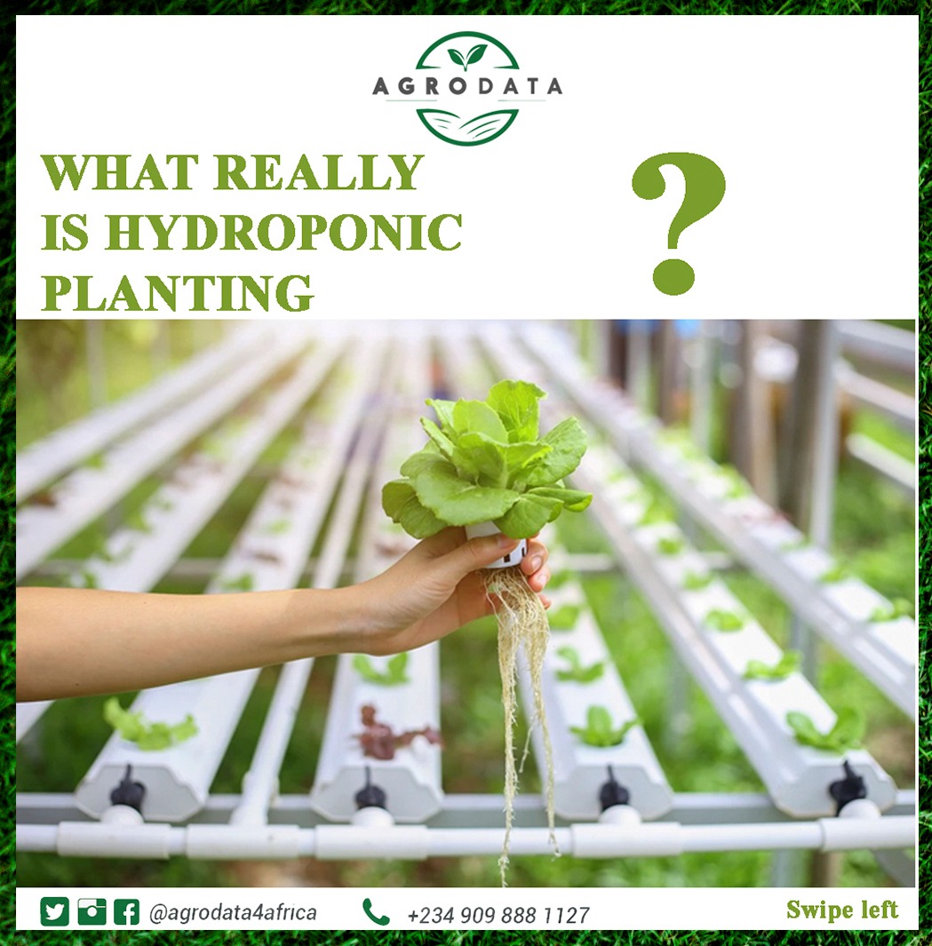 myagrodata's tweet photo. HYDROPONIC FARMING!
WHAT, TYPES & BENEFITS..
#Agrodata4africa #agrodata #hydroponics #sustainablefarming https://t.co/pXfp5HKLnb
