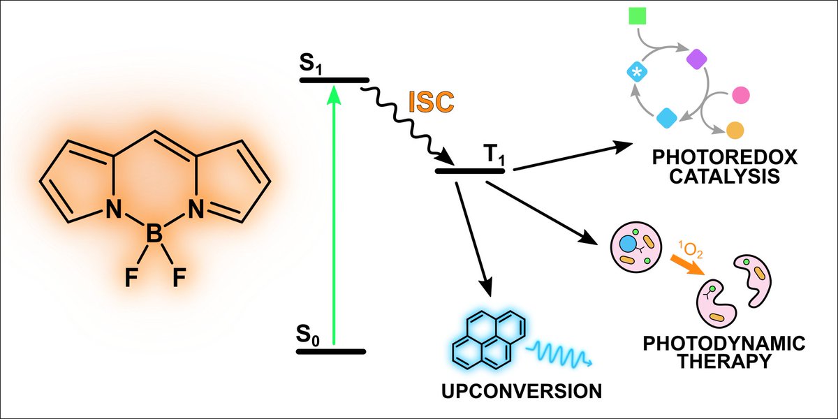 Here's our perspective on populating #bodipy's triplet state to turn them into #photosensitizers!
<a href="/Ceroni_GROUP/">paola_ceroni</a> <a href="/LabStereoMetPh1/">Metal&PhotoCat@Unibo</a> 
pubs.rsc.org/en/content/art…