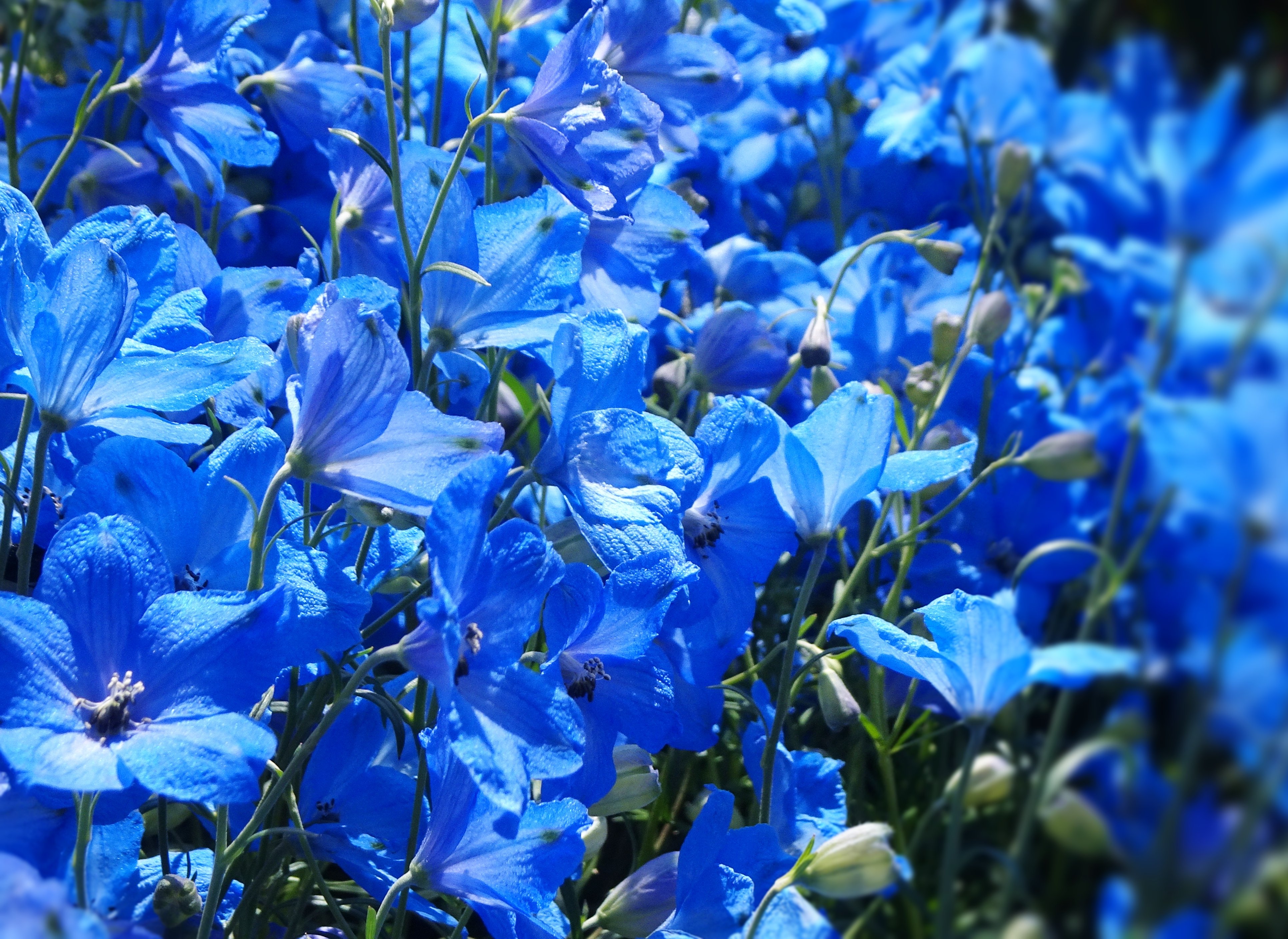 تويتر 望美 على تويتر デルフィニウム Delphinium フランスの方からこの花の名前を聞かれました ヨーロッパからロシアの山岳地帯に生息するキンポウゲ科の多年草だそうです 日本では夏を越せないので１年草の扱いだそうです T Co 1kysfcyqma