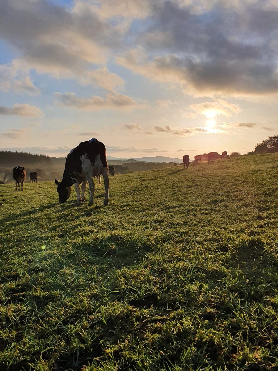 2pintpaddy's tweet photo. The girls love the Abergain grass 😃#Abergain #GrassToMilk2021 #WestCork #Ballydehob https://t.co/G79zlxiysS