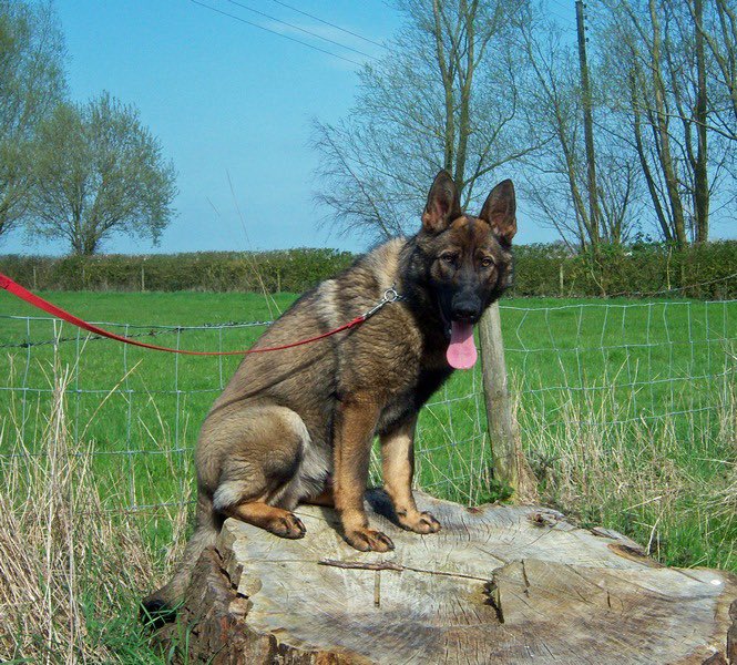 amydeemo's tweet photo. #ThrowbackThursday is for PD Duke... from the first picture I ever saw of him which was taken 16/04/15 in rescue before we got paired in September. 6 years later & my constant companion even if it does mean heโs in the way! ๐ถ๐ #PDDuke #RescueToPD #AlmostRetired #MyBoy https://t.co/8xVsMokHZf
