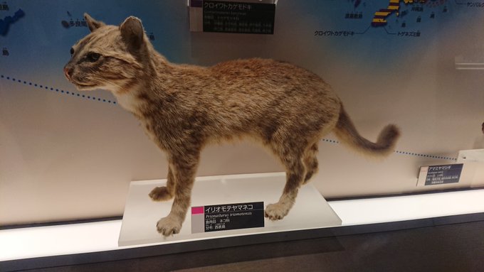 日本列島生物擬人化シリーズのtwitterイラスト検索結果