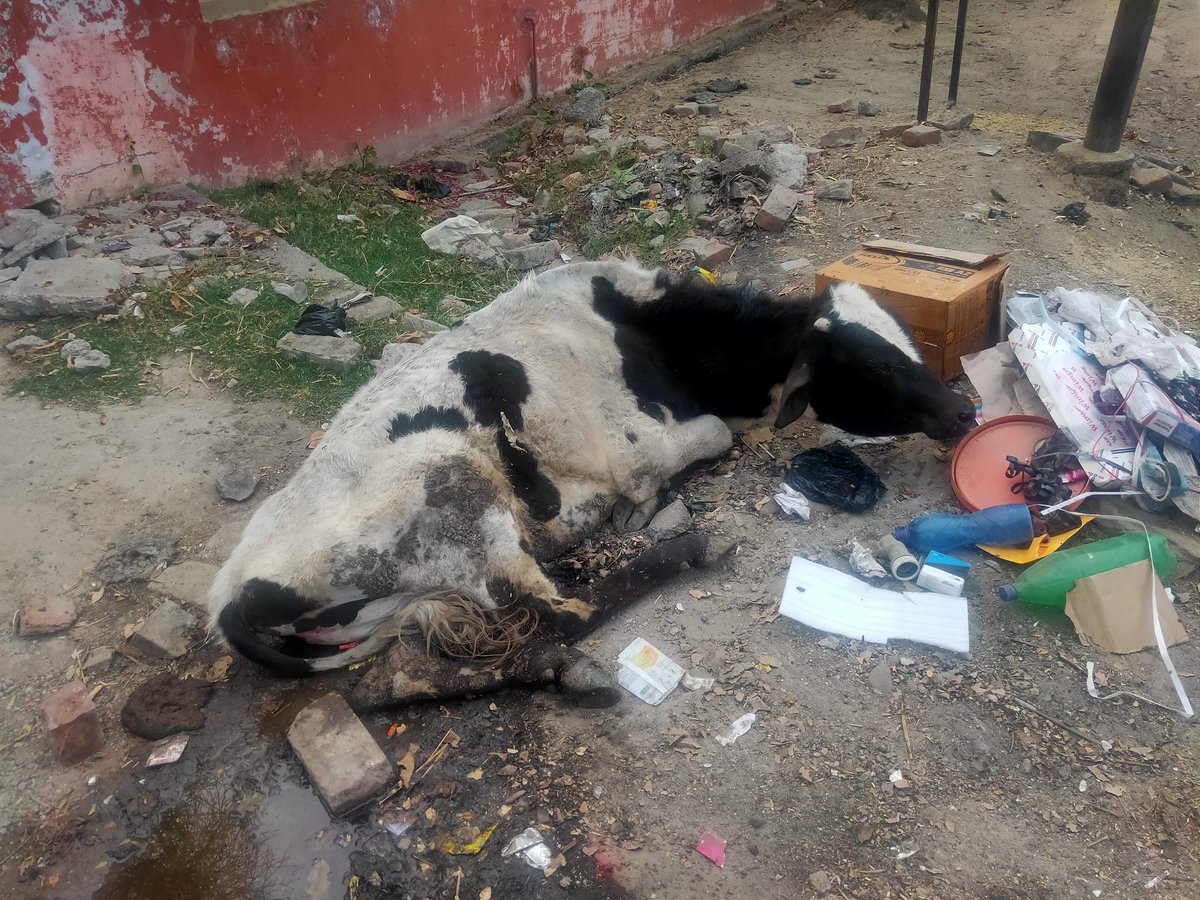 erjayantdwivedi's tweet photo. ये लावारिस सांड मेरे मोहल्ले लाल डिग्गी वार्ड सुलतानपुर में जख्मी हालत में है। इसे पानी , खाना और शुरुआती उपचार देने के बाद में नगरपालिका और जिला पशु चिकत्सालय से गुहार लगा चुका हूं अंततः मैं इसे मरते हुए नहीं देख सकता । @myogiadityanath @nagarpalikasultanpur @dmsultanpur https://t.co/d0eSQyPo44