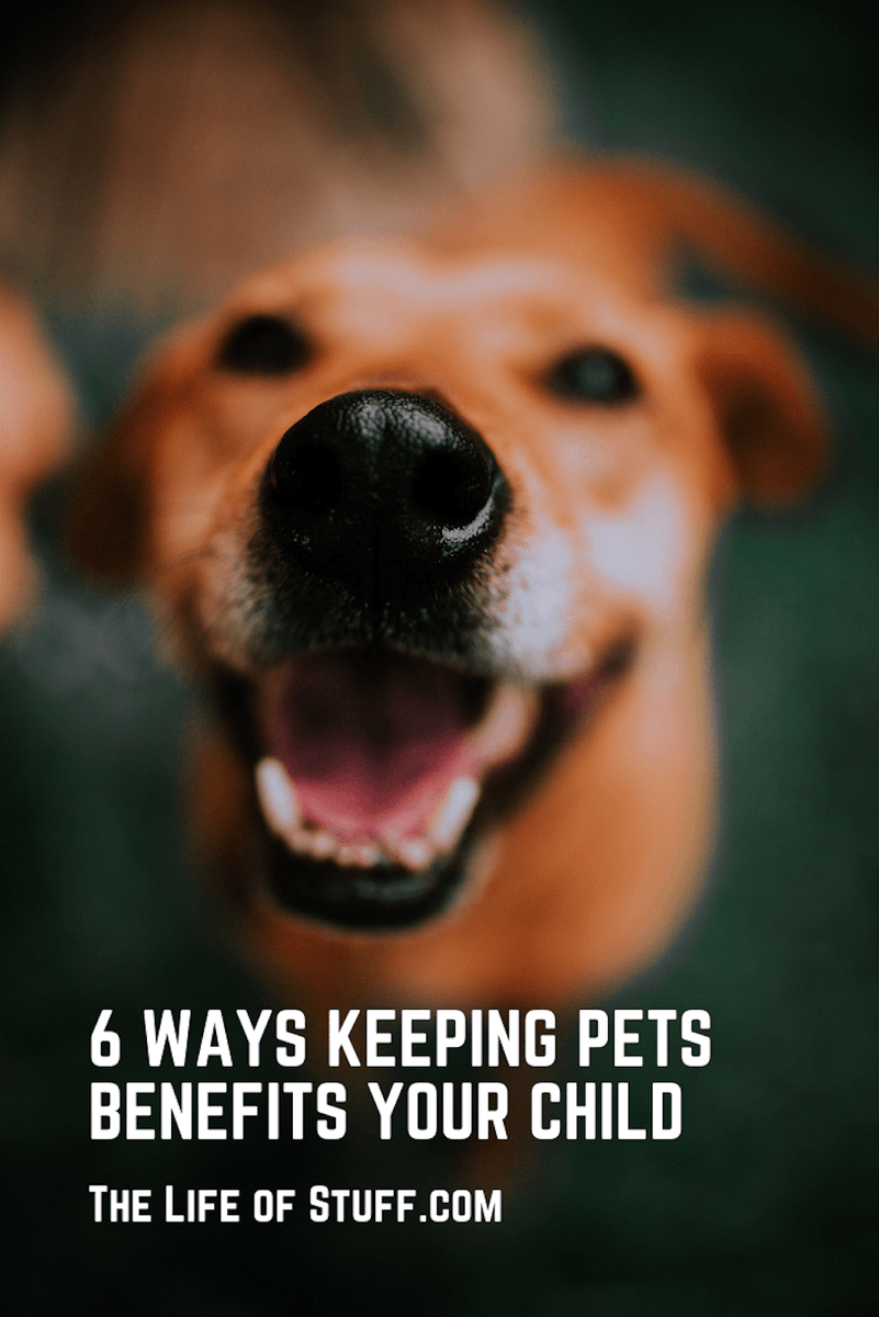 dLifeofStuff's tweet photo. 6 Healthy Ways Keeping Pets Benefits Your Child https://t.co/INwUSm4FAz
#KeepingPets #PetLovers #HealthBenefits #Parenting https://t.co/snEhYAh2aa