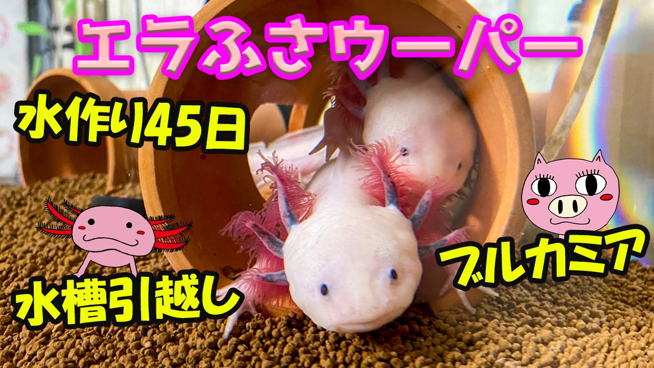 とんとんチャンネル Twitterren リセットして45日間水を回し続けたブルカミア水槽にウーパールーパー投入 T Co 98spmokm8z まる太 まめ子 正吉とおっぽのお引越し エラふさウーパー ブルカミア 底面ろ過 ソイル ヒロセペット ウーパールーパー