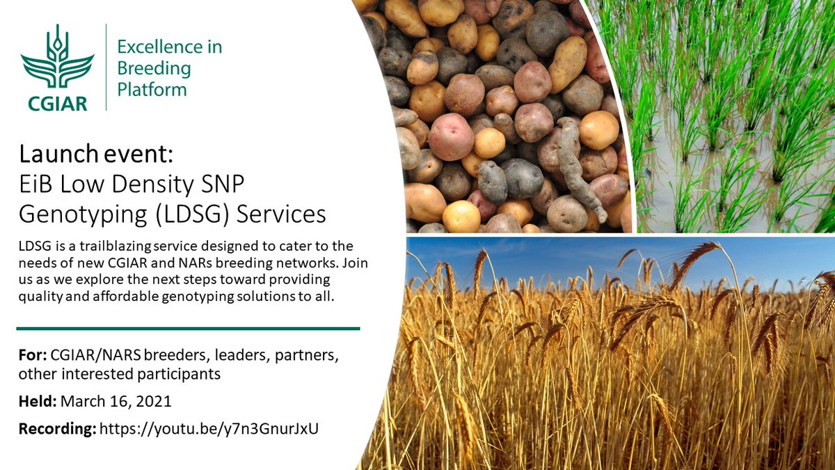 CGIARbreeding's tweet photo. YouTube Recording 📽️💻 - Genotyping service launch 

EiB &amp; partners launch Low Density SNP Genotyping Services. Learn about the services and listen to expert discussion.

@CIMMYT @gatesfoundation @CGIAR 

👀📽️👉https://t.co/B6vHmAAWS4 https://t.co/a1q2FyYXKd