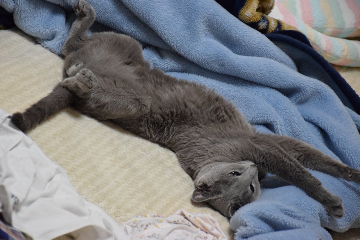 MyCatDiary_jp tweet picture