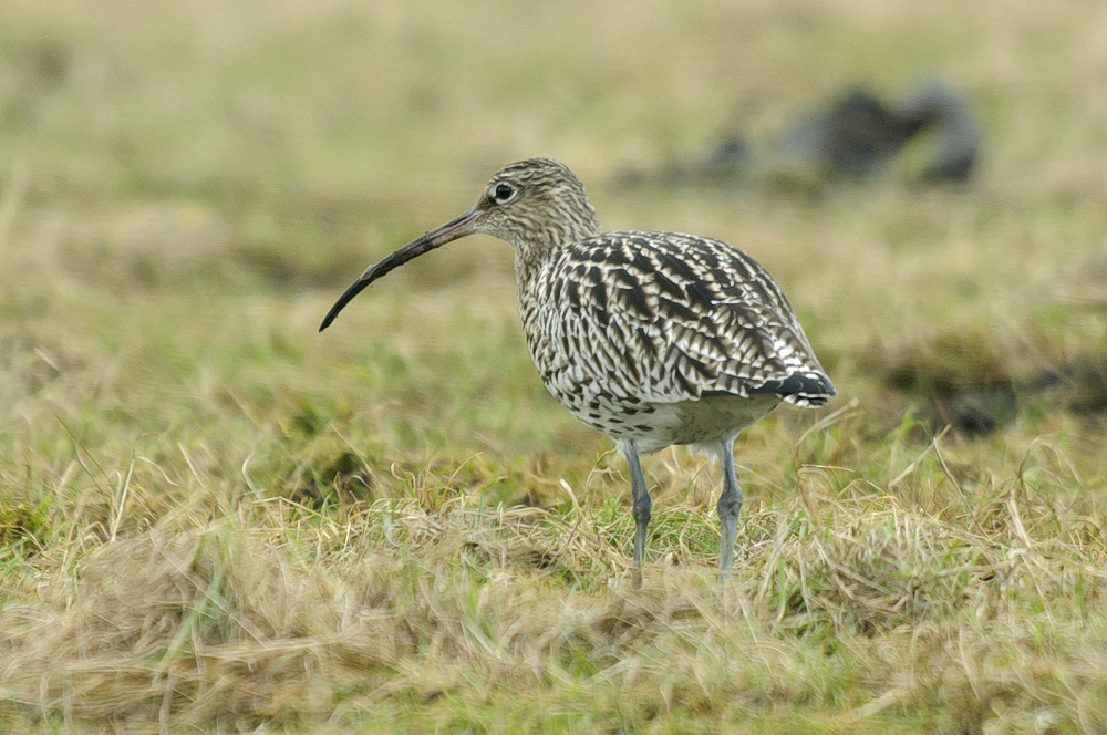 NorthPennAONB photo