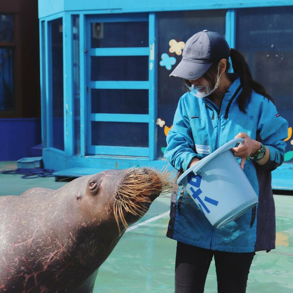 伊勢シーパラダイス 公式 タンポポちゃんとポポ姉さん 信頼関係ばっちりのお二方です セイウチ タンポポ 仲良しコンビ 伊勢シーパラダイス 二見シーパラダイス めおと横丁 伊勢神宮 夫婦岩 シーパラ 水族館 動物 Kankomie いせフォト２