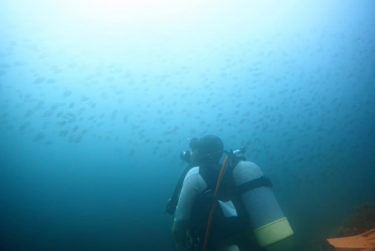 潜水医学研究会は、医療衛生の部活「ダイビングクラブ」と合同で活動しています✨
活動日は土曜、もしくは日曜のどちらかです！宇佐美、琴ヶ浜、伊豆といったダイビングスポットを利用しています😃