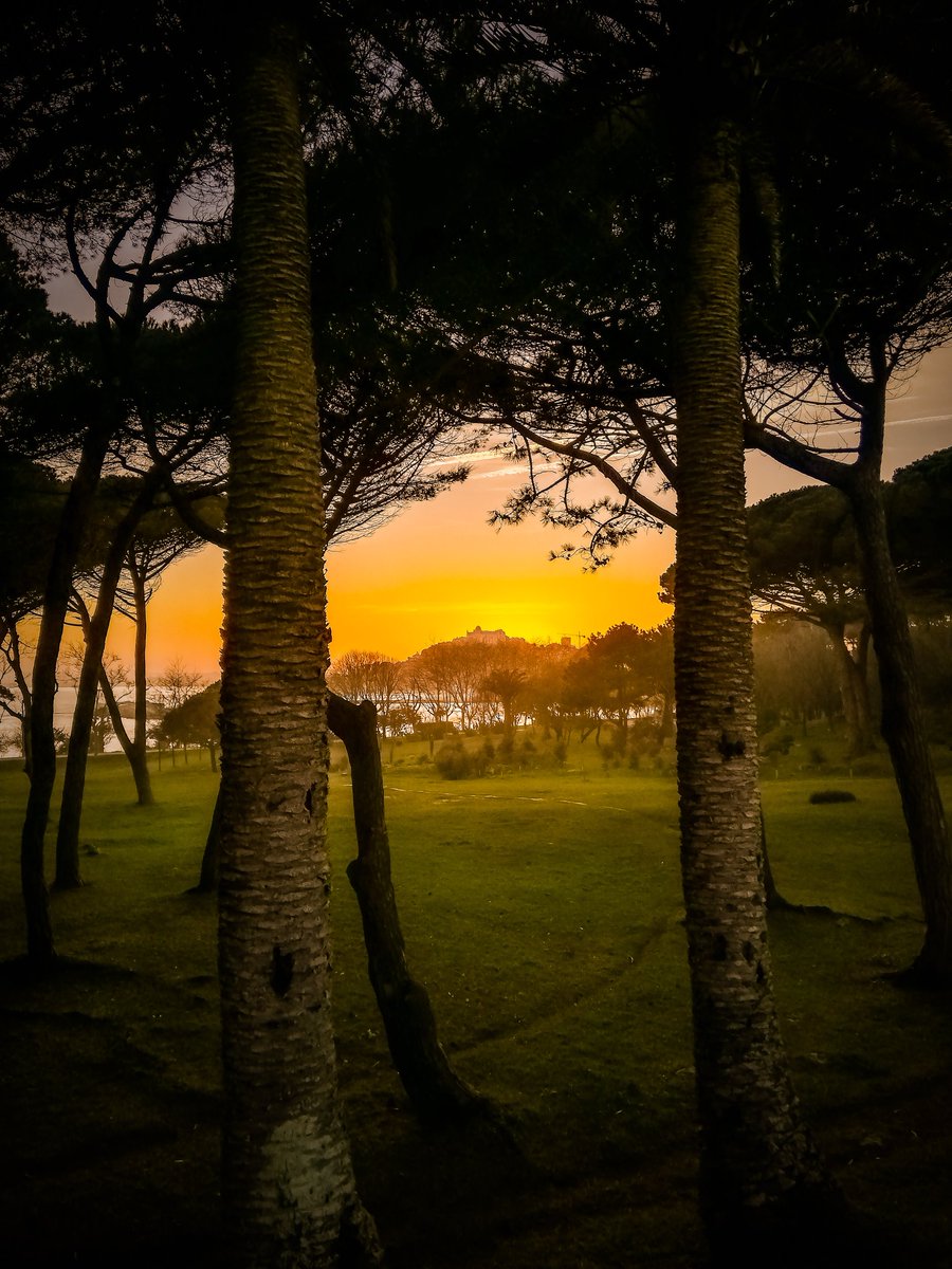 LFotuca's tweet photo. La tarde muere y la última
luz del día se abre paso entre
los arboles impregnandose en
el césped de la Magdalena.
#Santander #cantabriainfinita #magdalena https://t.co/AFIzek9qcV