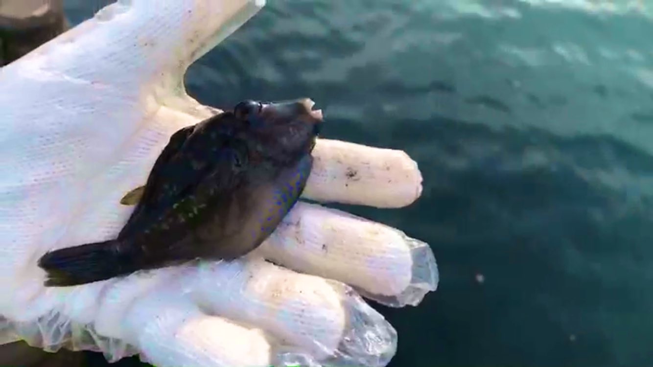 魚 うお 速 藍上みけ かわはぎ似の誤食注意 毒魚キタマクラ フグ科でテトロドトキシンを持つ 皮膚からも出すことがあるそうで触るだけで危険 誤食するとまさに北枕だそうな 本日二回も釣れました T Co Ngax1qgdht Twitter