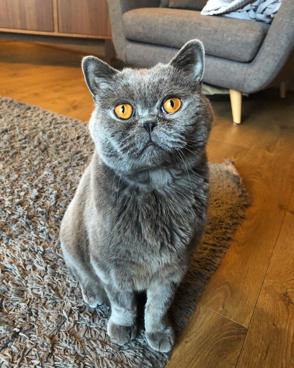 DroleSerge's tweet photo. Am I cute or what? @SchnebelenBulot #CatsOfTwitter #didsbury #manchester #funnycat #cheekycat #britishshorthair #britishblue #cat https://t.co/V5k7hyUPRy