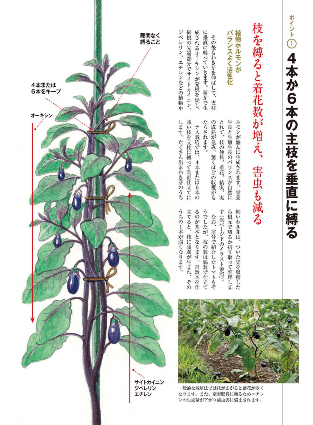焼き芋大好き 最新版の 野菜だより に 安納芋の垂直植えが載ってました つるを縛って 垂直植えにするというもの 芋が肥大して 味も良くなって 収穫量もupするそう ナス栽培 画像 では 知っているけど さつまいもバージョンもあるんだね