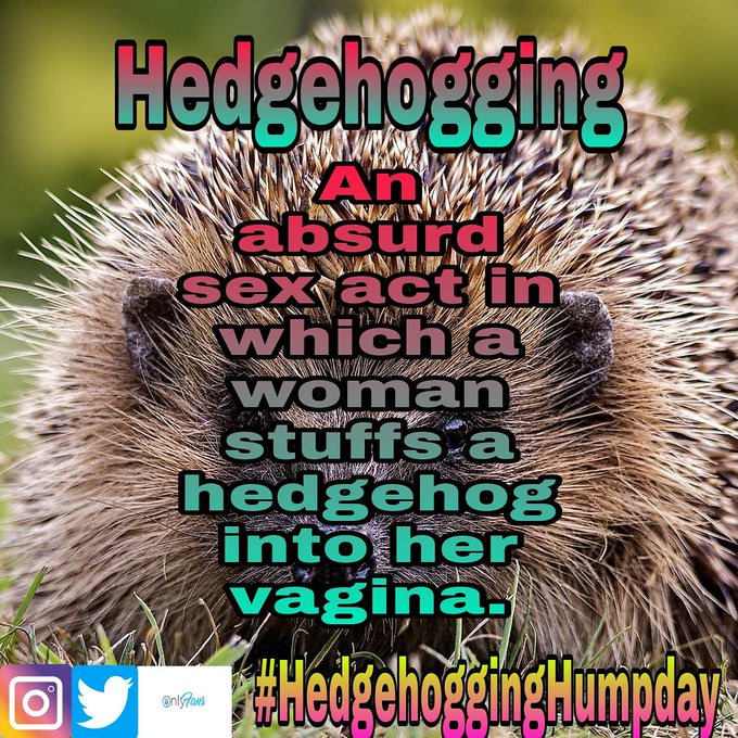 How do we get it out once inserted? Happy #HedgehoggingHumpday https://t.co/9kgGgXjupF<a href="/tag/hedgehogginghumpday"class="tags">#HedgehoggingHumpday</a>