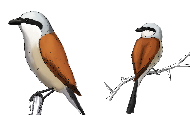 DHeyArt1's tweet photo. Red-Backed Shrike, a rarity in the UK but hopefully making a comeback thanks to #rewilding efforts.
#rewilduk #redbackedshirke #regenerationrestoration #britishwildlife #digital art https://t.co/gHrJ45y2HN