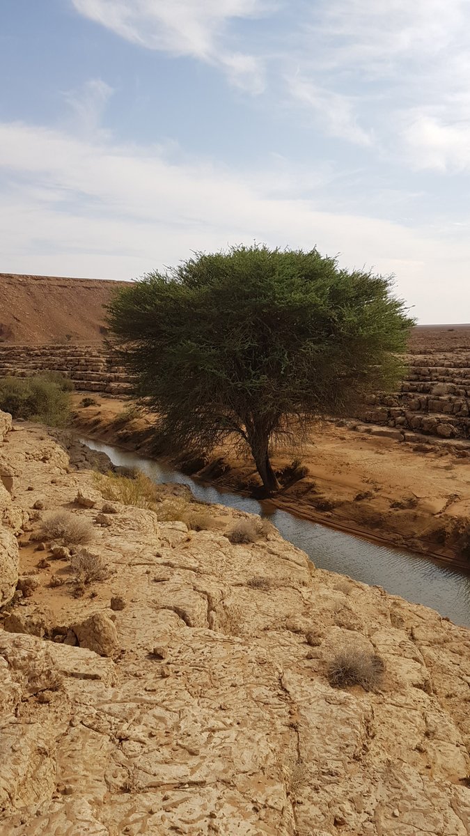 Karim1_3's tweet photo. @aalsebaiheen الثميلة https://t.co/d6UccRPQZu