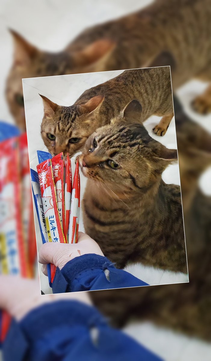 PETNOSATO's tweet photo. 今日お誕生日のくれ、ブルック😊
これからも仲良くヤンチャな兄弟でいてね⸜(* ॑꒳ ॑* )⸝
Happy birthday🎂

(奥 くれ 手前 ブルック 共に ♂ 推定5歳)

☆ペットの里の会員になりませんか？
https://t.co/p9hdni7aO1 https://t.co/mto4ZMLmtx