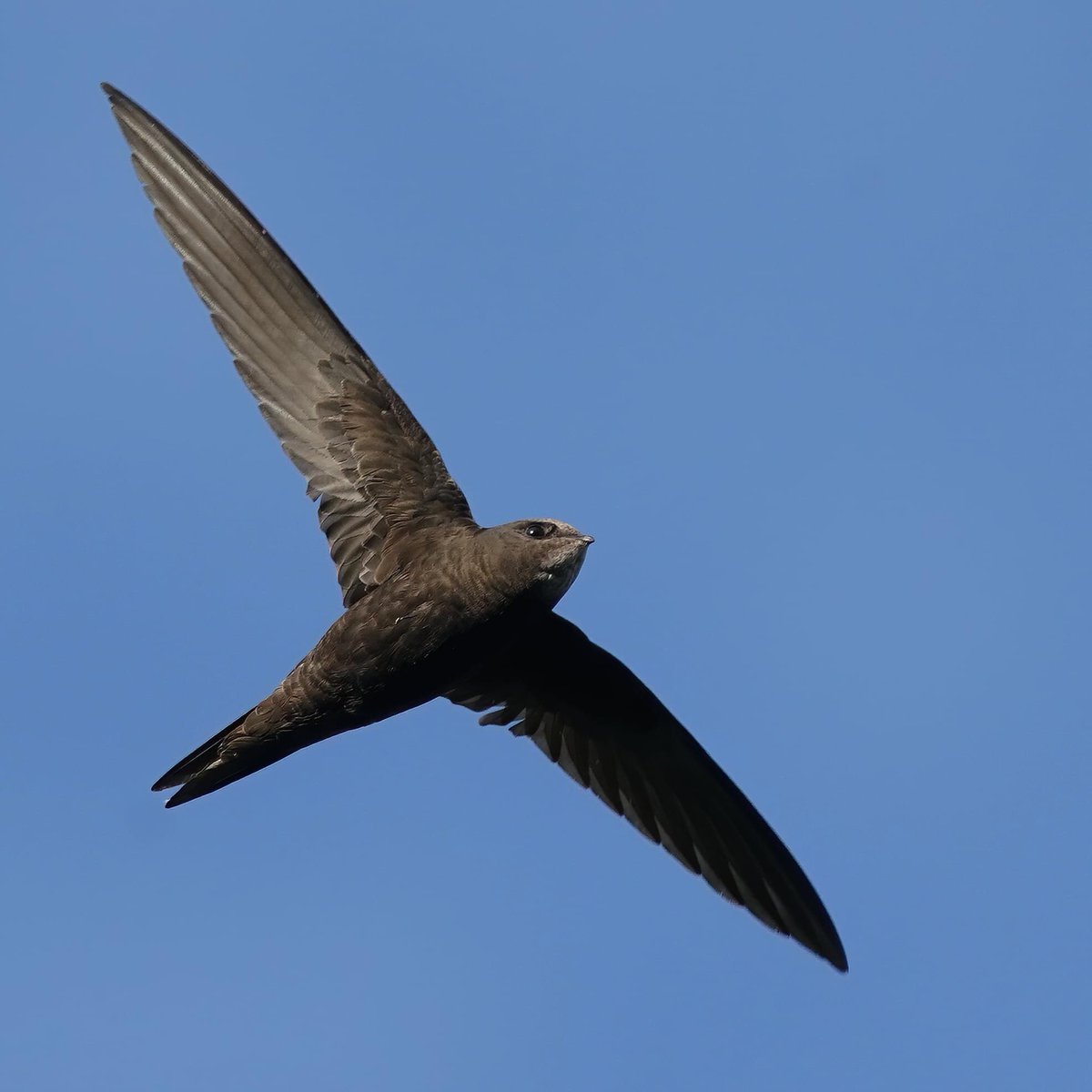 A swift thread by @UkSwifts

Please Read and retweet  👍

In just 20 years, more than half of our swifts have vanished and we believe that the loss of nest sites in the roofs (cracks)  of buildings is at least partly responsible. 1/11
