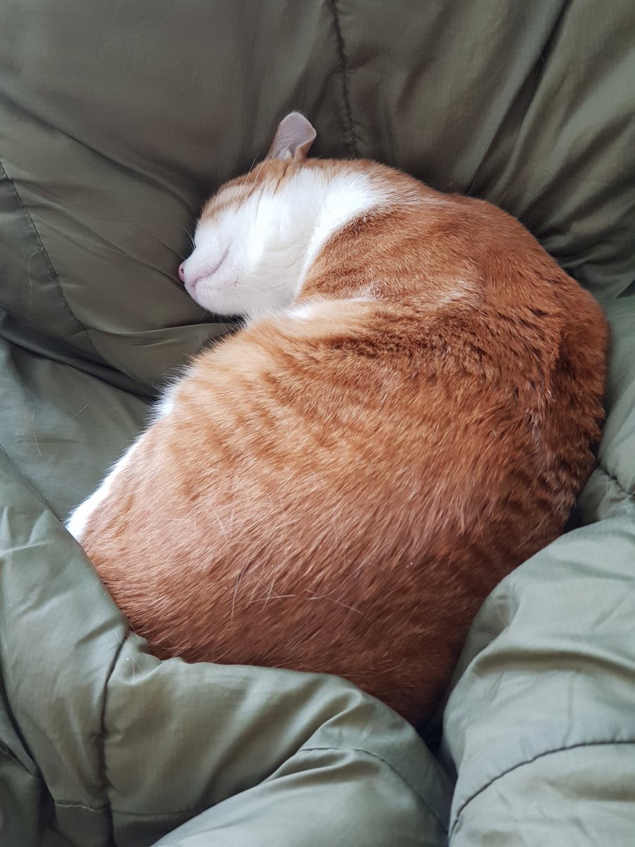 MJKtheCAT's tweet photo. 저 아기고양이는 이렇게 컸어요 https://t.co/vR7Yn3B008