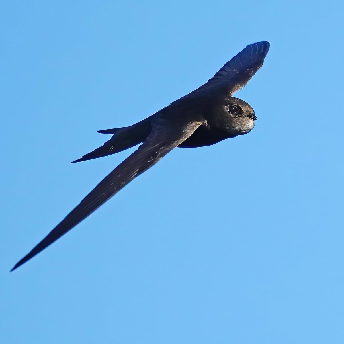 Swiftsinuk's tweet image. You can report swift sightings (at roof height) or swift nests to #swiftmapper, it’s very important to do this and the data is shared with @RSPBEngland @natapp_uk 8/10