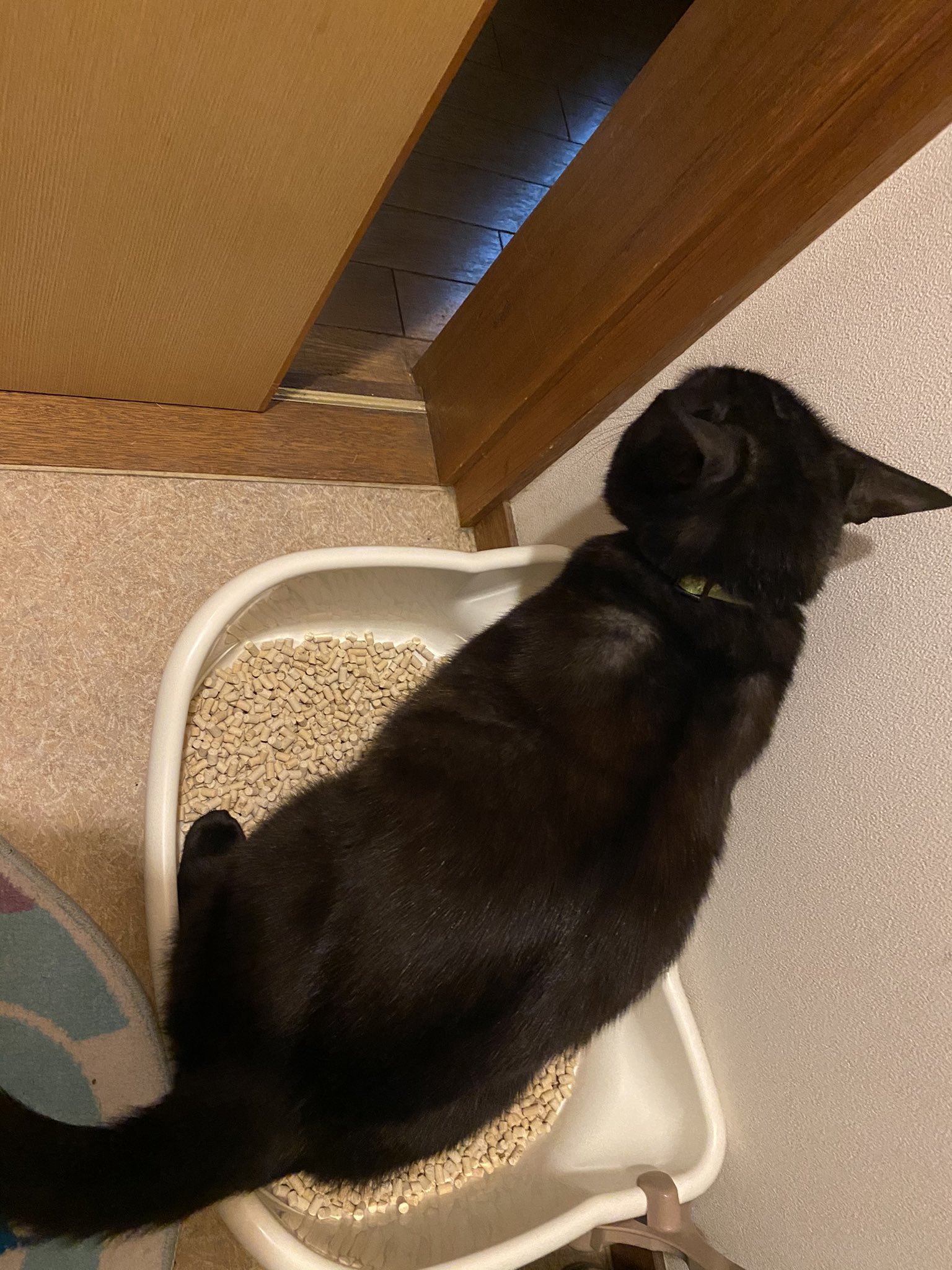 潔さんちのにゃんころり これは人間がうんこしてるのにトイレのドアを開けて押し入ってきて おもむろにおしっこをする猫 です 向こうの部屋にも猫のトイレあるのになぜ人間の居るところでしたがるのか T Co 2sn5ibwvkc Twitter