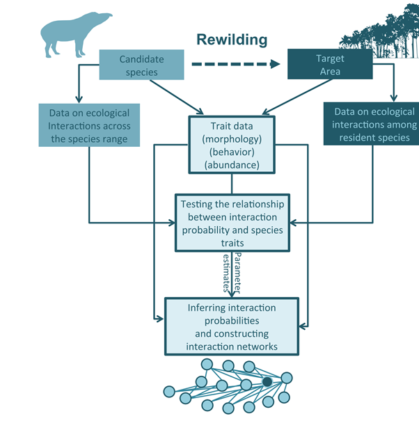 11/16 Creating realistic and high-resolution interaction networks is time-consuming and challenging to represent as they are adaptive and dynamic systems. However, multiple forms of data could be used to create networks of interaction probabilities following reintroductions