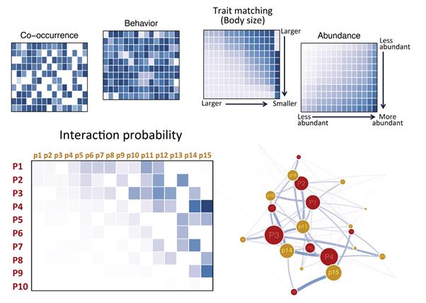 12/16 The outcome would involve the predicted probability of an interaction forming between all pairs of species in an area. Repeated sampling of the network would give an average interaction network structure that would form following introductions