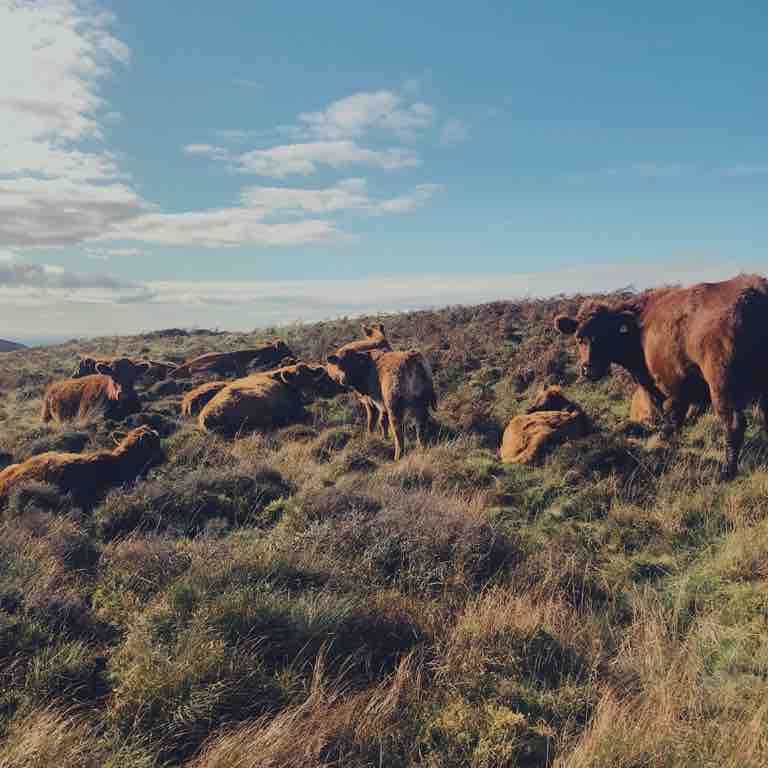 soilmentor's tweet photo. Love this on @ffinlocostain #FarmGate - Regen Question Time with @cags_grindrod answering practical questions on transitioning to #RegenerativeAgriculture - some great insights! https://t.co/5JJmm6dQag #RootsofNature https://t.co/FScQ8pIwqg