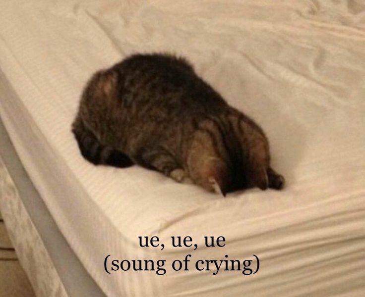 NagPCY's tweet photo. @pleaseraine MALAY COH B 😭😭😭😭😭 https://t.co/3MyPc4mbwa