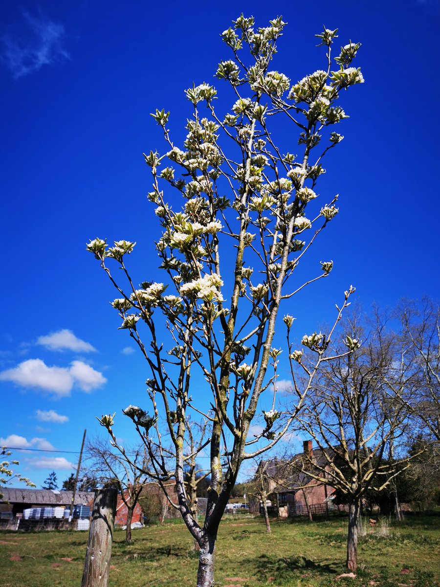 Our pear blossom is out!