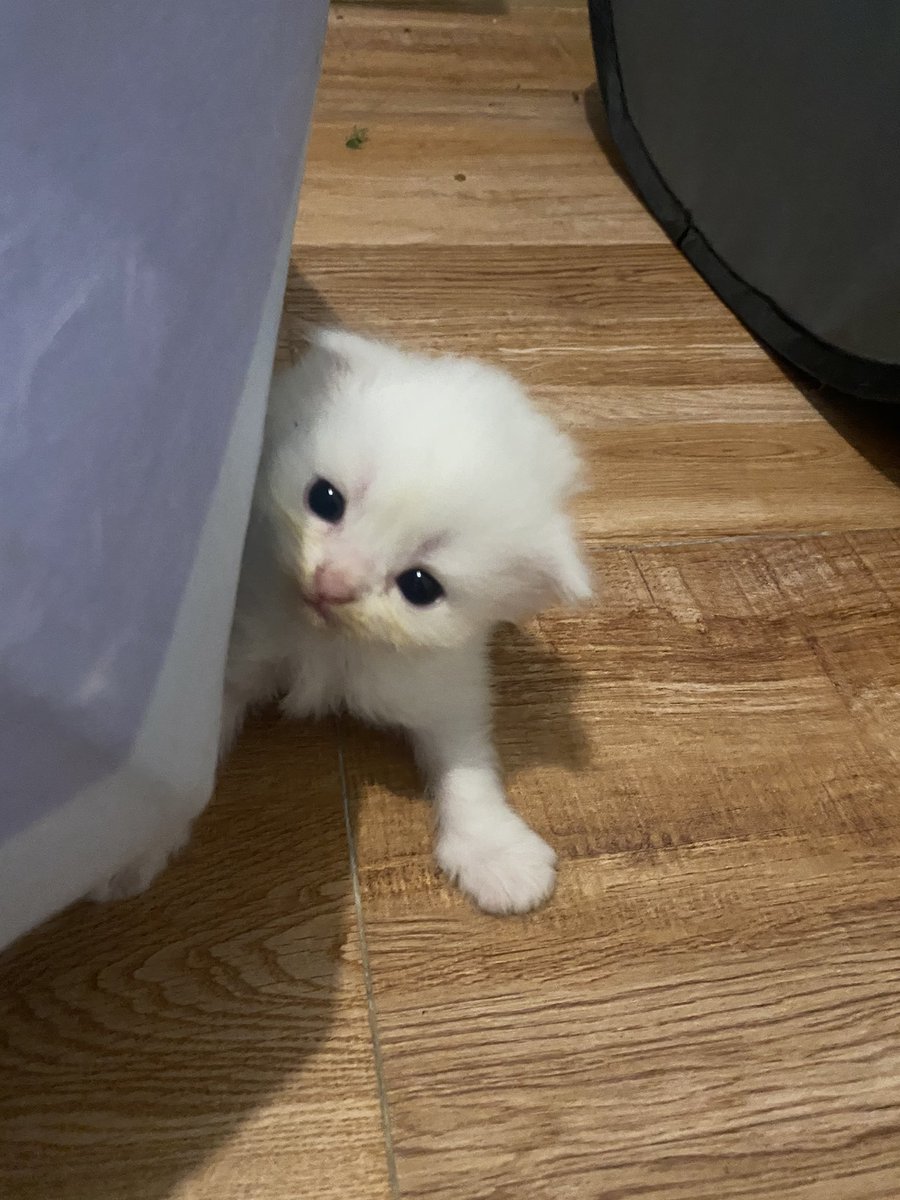 ૮꒰˵• ﻌ •˵꒱ა tweet media